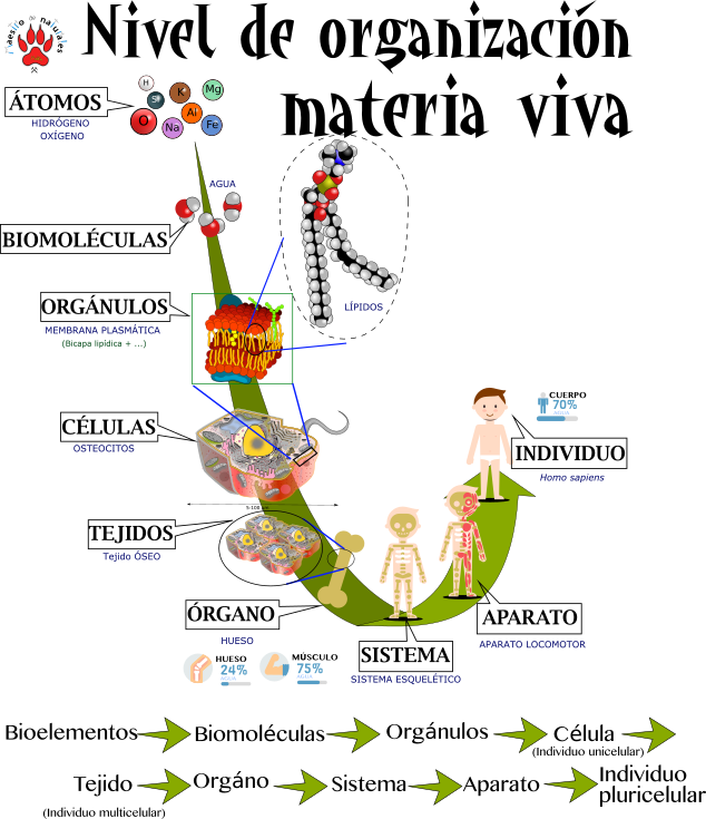 Niveles De Organizacion De La Materia Viva Mapa Conceptual Compartir Porn Sex Picture 7596